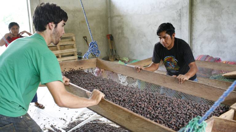 Chocolate de exportación con cacao orgánico de la Amazonía ecuatoriana
