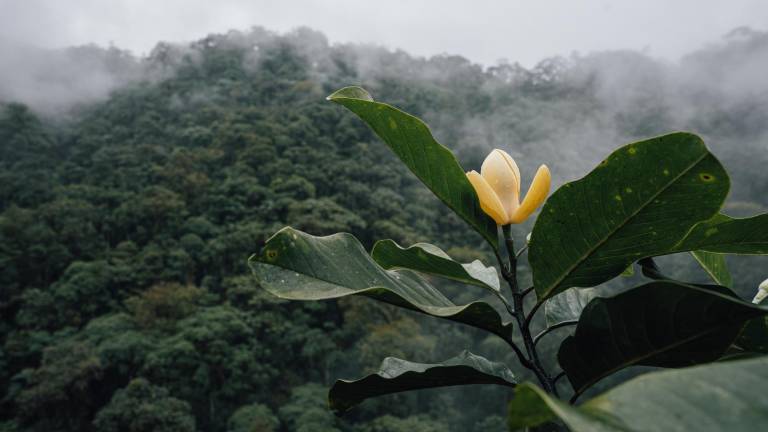 La investigación y cuidado de la magnolia endémica de la reserva del Mashpi es parte de los múltiples proyectos científicos que financia Mashpi Lodge; una parte de la tarifa que pagan los huéspedes se destina a la conservación de la biodiversidad.