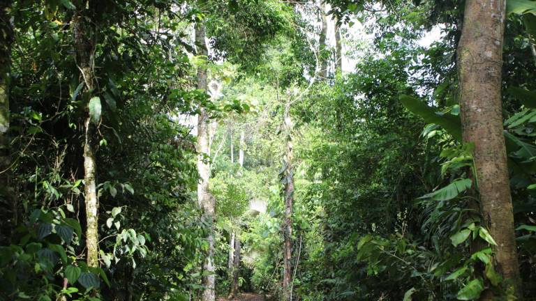 Ministerio de Ambiente reforesta 4.000 hectáreas de bosques nativos de la Amazonía