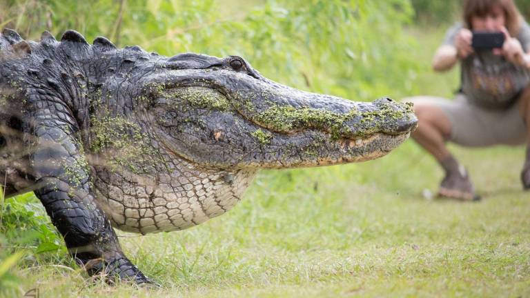 Video de enorme cocodrilo cruzando un sendero en EE.UU. se vuelve viral