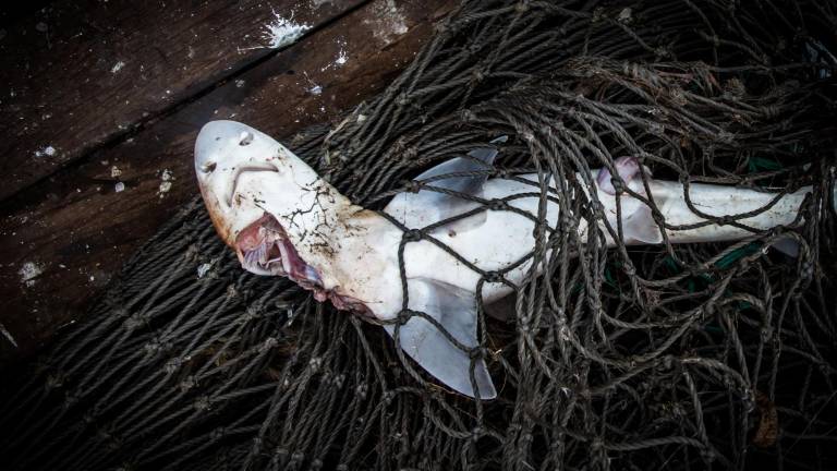 CITES suspende el comercio de tiburones provenientes de Ecuador