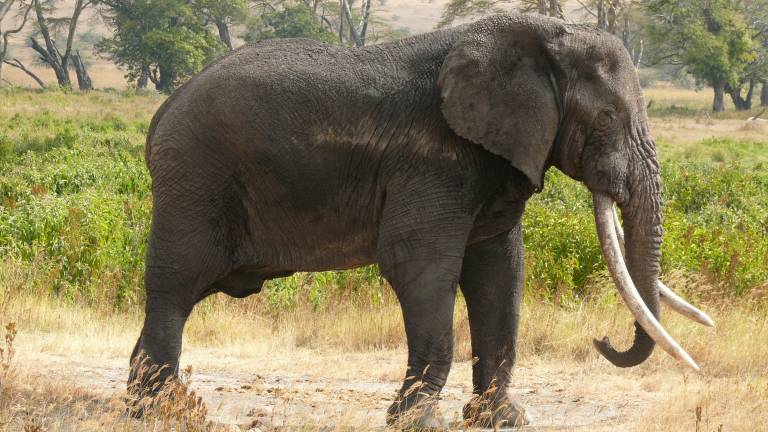 Un cazador mata a uno de los elefantes más grandes conocidos