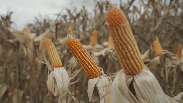 No hay desabastecimiento ni problemas de producción de maíz en Ecuador