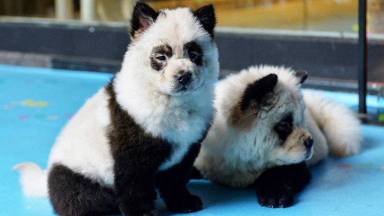 El café Cute Pet Games en China cuenta con perros teñidos como osos panda. Foto: AFP.