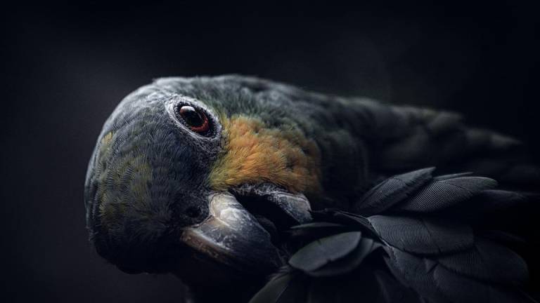 Sujeto recibe sentencia por traficar aves silvestres en Orellana