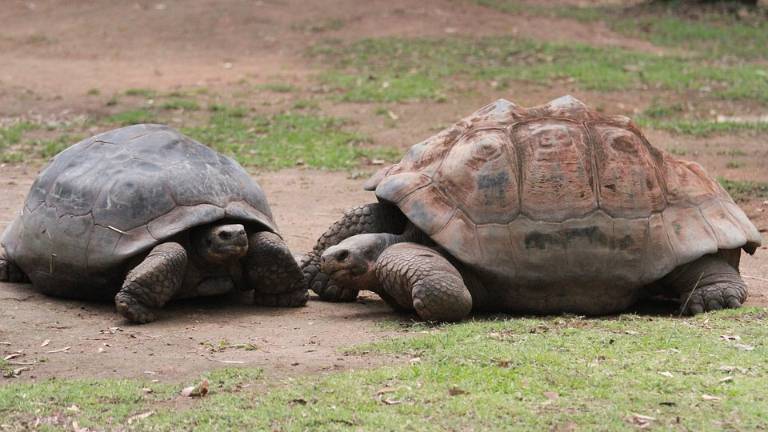 Población de especie única de tortuga gigante está en recuperación