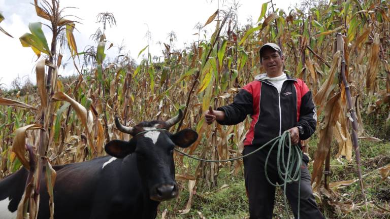 Bono Raíces de USD 1.000 en Ecuador: este es el cronograma completo para cobrar el dinero