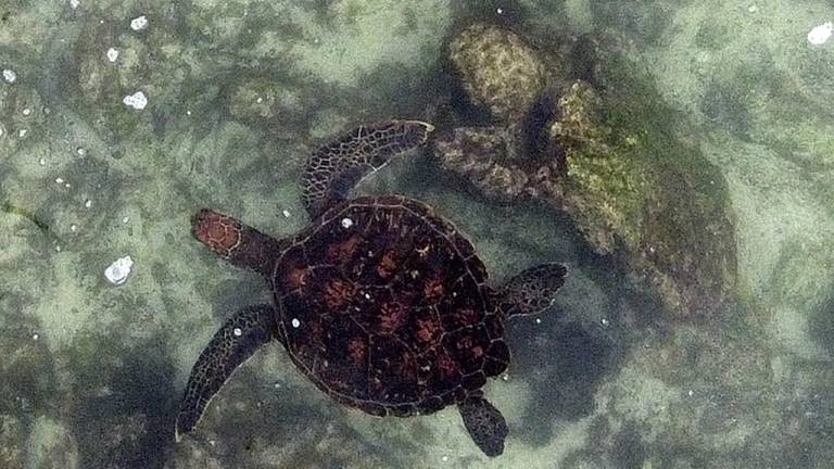 Nueva reserva marina de Galápagos se oficializa este viernes en una cita internacional