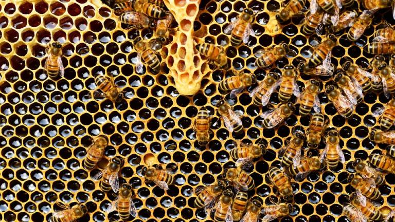 Universidad desarrolla proyecto para reproducir abejas sin aguijón