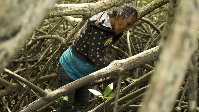 Las Guardianas de los Manglares: así es cómo mujeres protegen estos ecosistemas en Esmeraldas