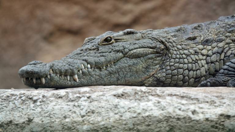 Cocodrilos pueden dormir con un ojo abierto si hay un humano cerca