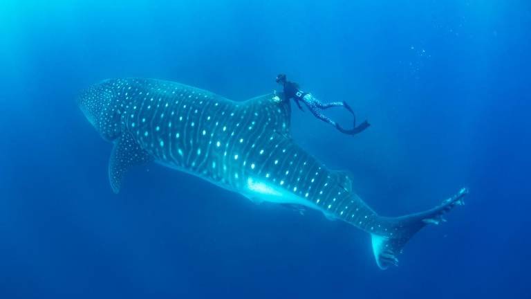 Ecuador lidera un esfuerzo regional para descifrar la migración del tiburón ballena