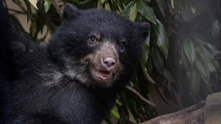 Fotografía de Sisa, una osezna andina de aproximadamente un año que halló un refugio en el Zoológico de Quito.