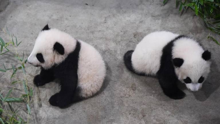 Presentan por primera vez al público a gemelas panda en un zoológico francés