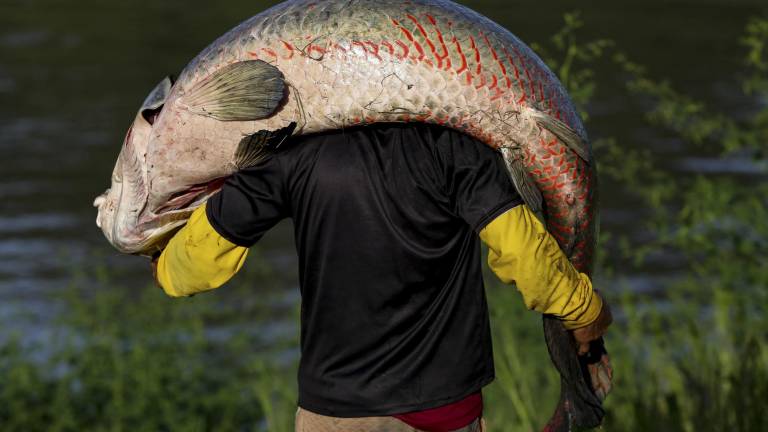El pirarucú: cazadores furtivos acechan al majestuoso pez gigante del Amazonas