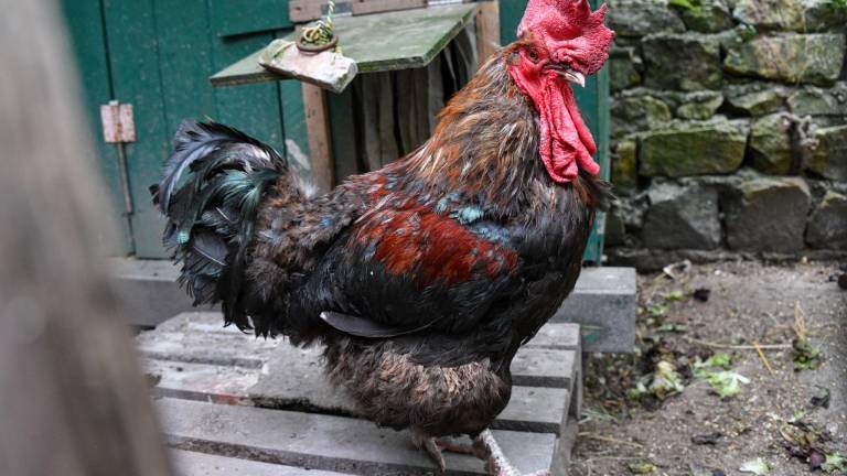 Un gallo enfrenta un juicio en Francia