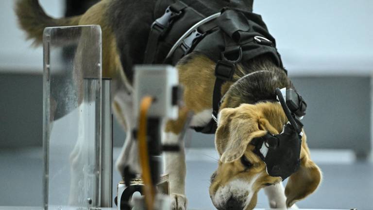 Perros e inteligencia artificial: el innovador método que prueba detectar el cáncer a través del olfato