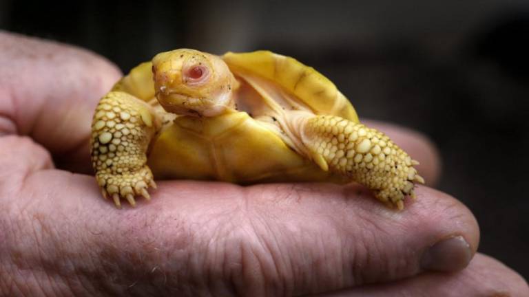 Nace la primera tortuga gigante de Galápagos albina vista hasta la fecha, en un zoológico suizo