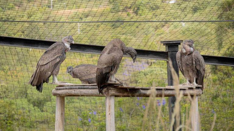 Kayambi, Toa, Chitachaca e Illapa conviven en el Zoo de Quito.
