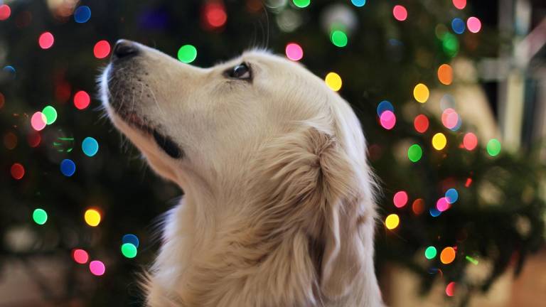 Así puedes calmar a tu mascota durante las fiestas