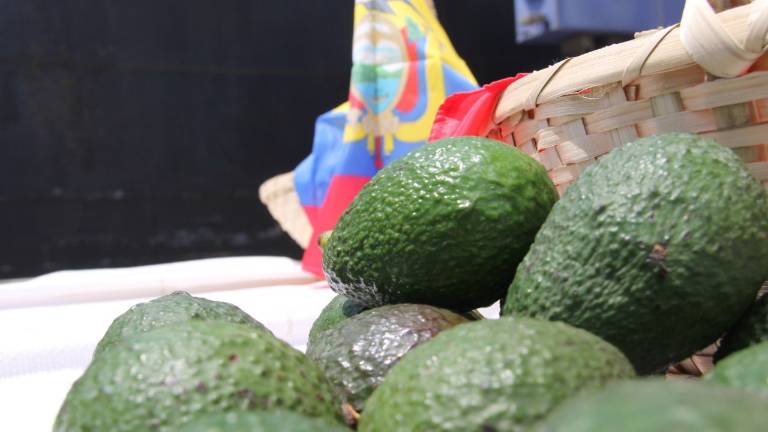 Cargamento con 20 toneladas de aguacate Hass fue enviado a España