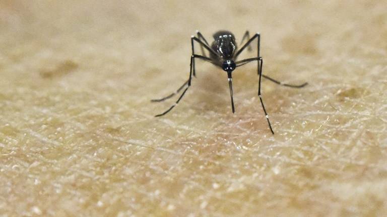 Cinco embarazadas entre los contagiados de Zika en el país