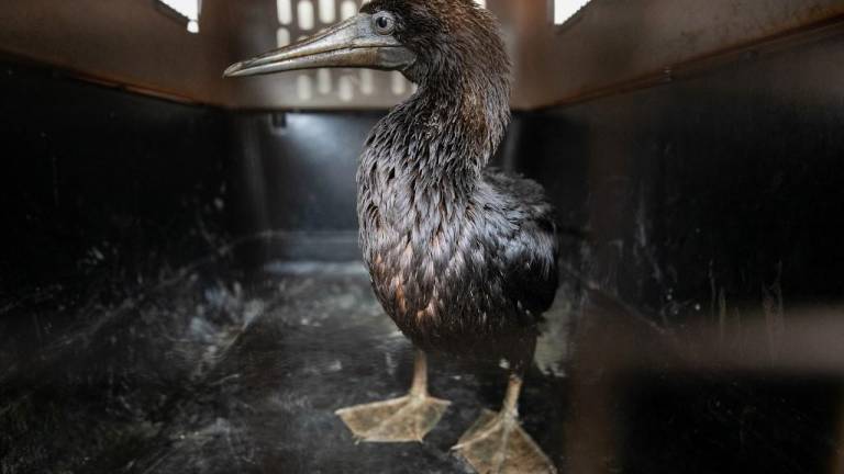 Zoológico atiende a aves marinas rescatadas de derrame de petróleo en Perú