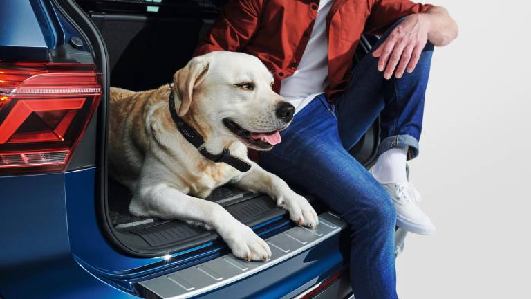 Así puede viajar tu mascota de forma segura en auto