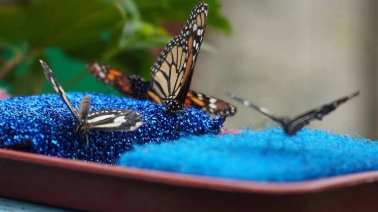 El Santuario de Vida El Perro Feliz en Manabí ya es bosque protector: así es este refugio natural