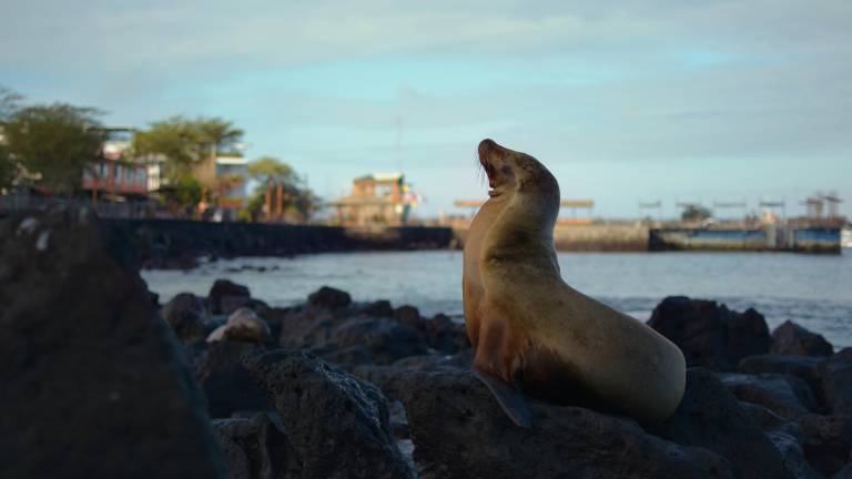 Galápagos aplica medida para identificar a turistas peligrosos, tras la declaración de conflicto armado