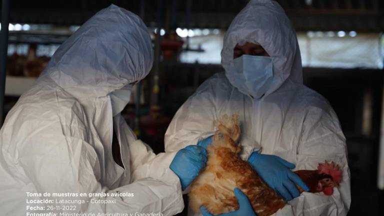 Se activa cerco epidemiológico tras detección de primer caso de influenza aviar H5 en granja de Cotopaxi