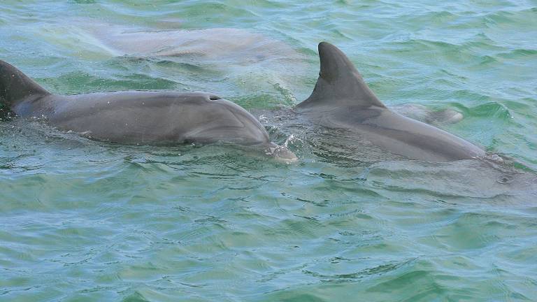 Descubren nueva especie de delfín que vivía en el Oligoceno