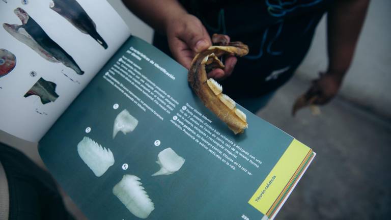 Tiburones en Ecuador: una nueva guía busca prevenir la explotación de esta especie