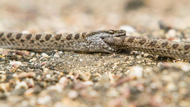 Científicos descubren canibalismo entre reptiles de Galápagos