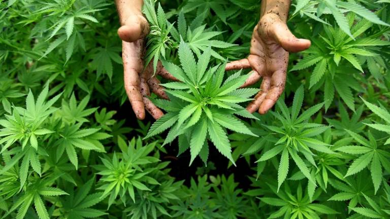 Canadá se prepara para legalizar el cannabis con fines recreativos