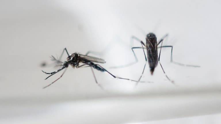 OPS: Zika podría afectar a entre 3 y 4 millones de personas