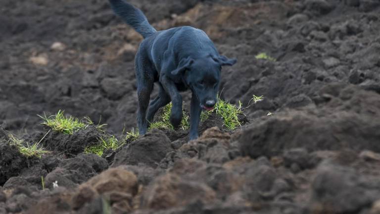 Jacob, el perro que ayuda a buscar a su familia tras un alud de tierra. Recorre las casas sepultadas en Alausí.