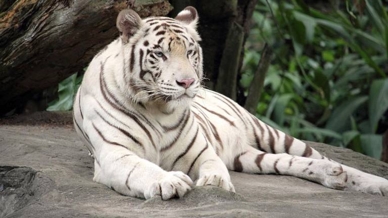 Insólito: delincuentes intentaron robar caja fuerte oculta en una jaula de un tigre blanco