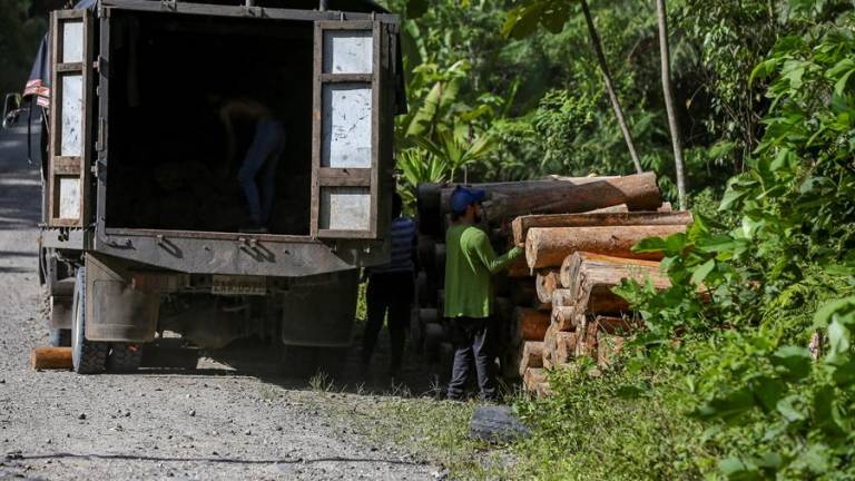 La balsa de la esperanza y de la deforestación en Ecuador