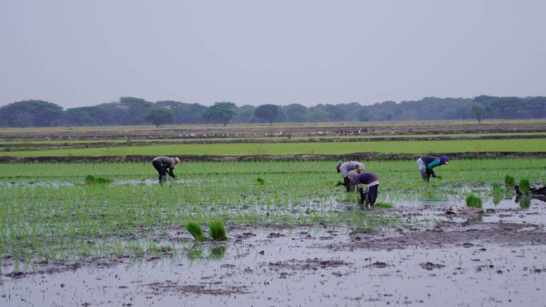 Los agricultores tienen varios desafíos que afrontar durante la temporada invernal, en especial, para evitar las plagas en los cultivos.