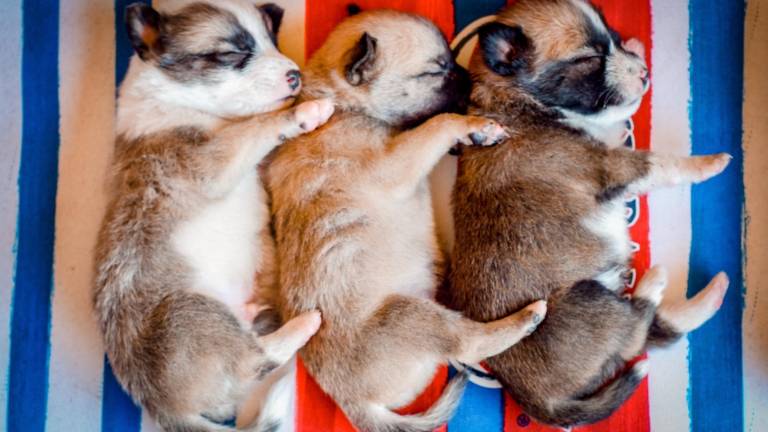 Denuncian eutanasia de 69 cachorros en albergue municipal de Ambato