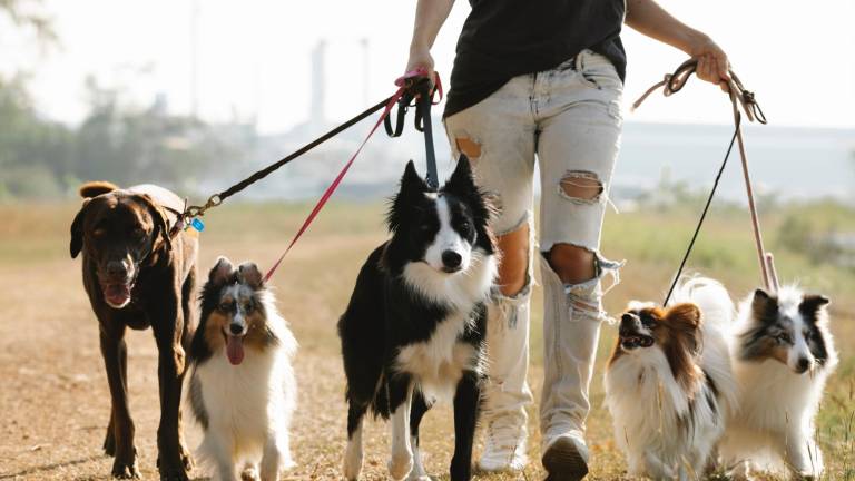 Familia busca cuidador para sus mascotas y ofrece 100 mil dólares al año por sus servicios