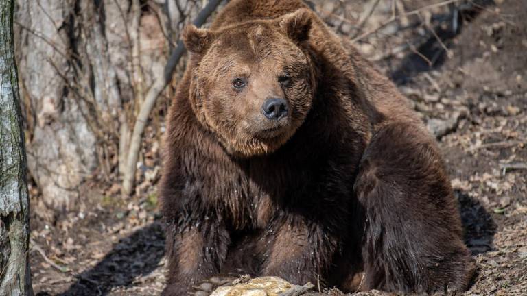 Joven fue atacado y arrastrado por un oso mientras hacía senderismo en Japón