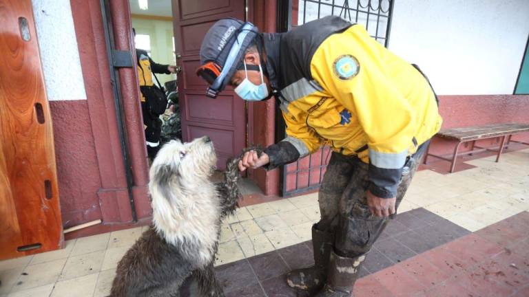 La emotiva historia detrás de 'Pincho': el perrito que se perdió en Crucita, pero regresó a su hogar en Quito