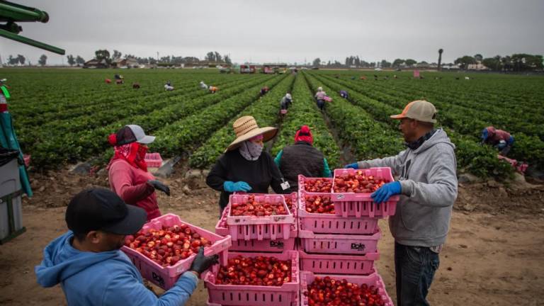 Trabajadores agrícolas laborando en un campo de fresas, en Oxnard, California.