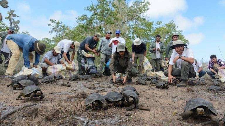 Liberan en Galápagos a 190 tortugas gigantes criadas en cautiverio