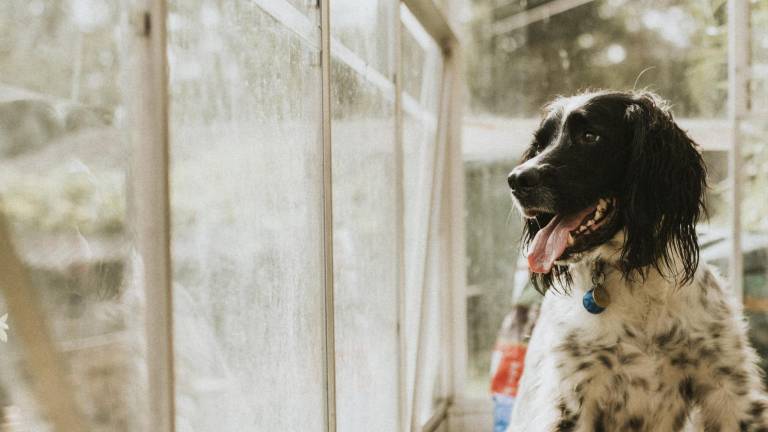 Ansiedad por separación en perros: causas, síntomas y cómo tratarla