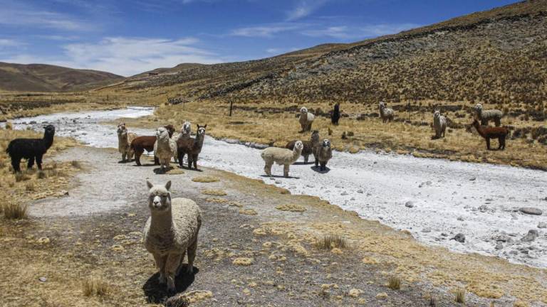 Andes peruanos fueron declarados en emergencia por sequía y muerte de alpacas