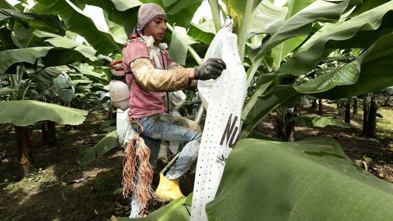 Educación Dual impulsa formación de pequeños productores bananeros
