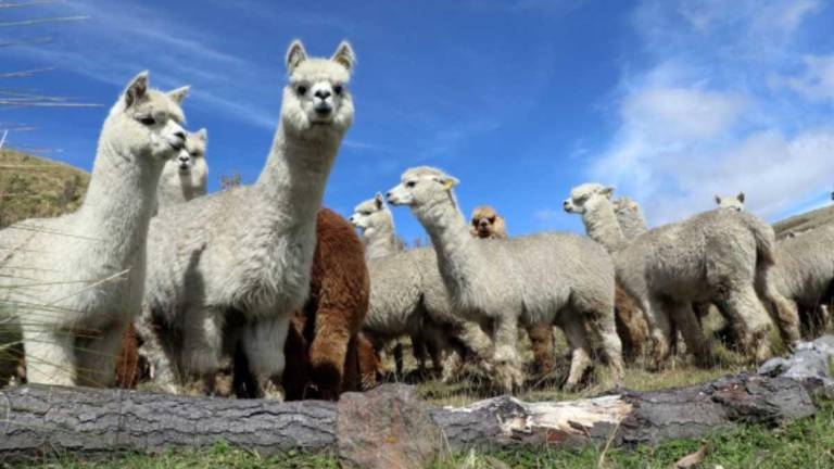 Este proyecto ha permitido que la crianza certificada de alpacas cambie la vida de 33 comunidades indígenas que han aprendido a cuidar el ecosistema del páramo.